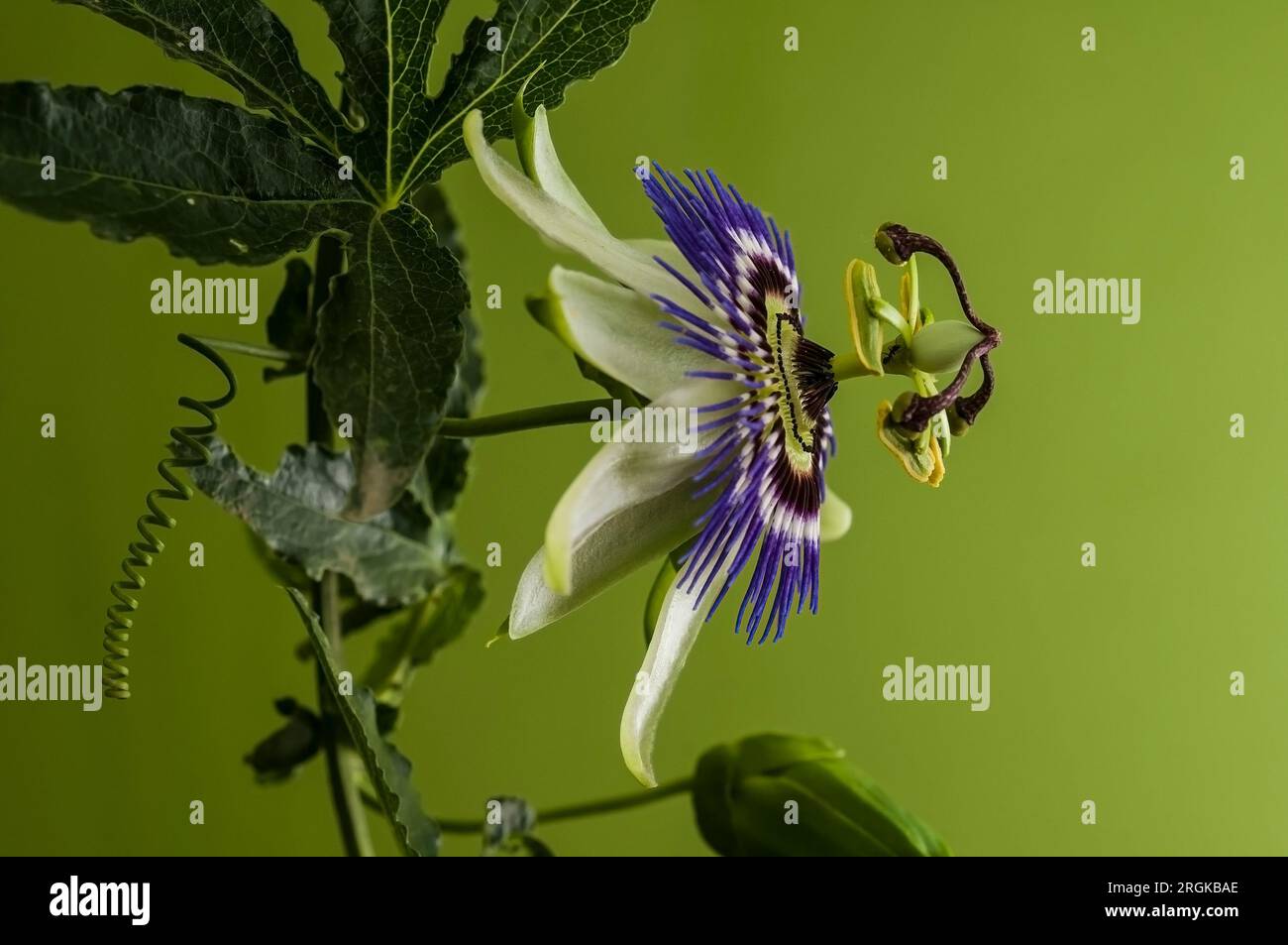 Blue Passionflower, provincia di la Pampa, Patagonia, Argentina. Foto Stock