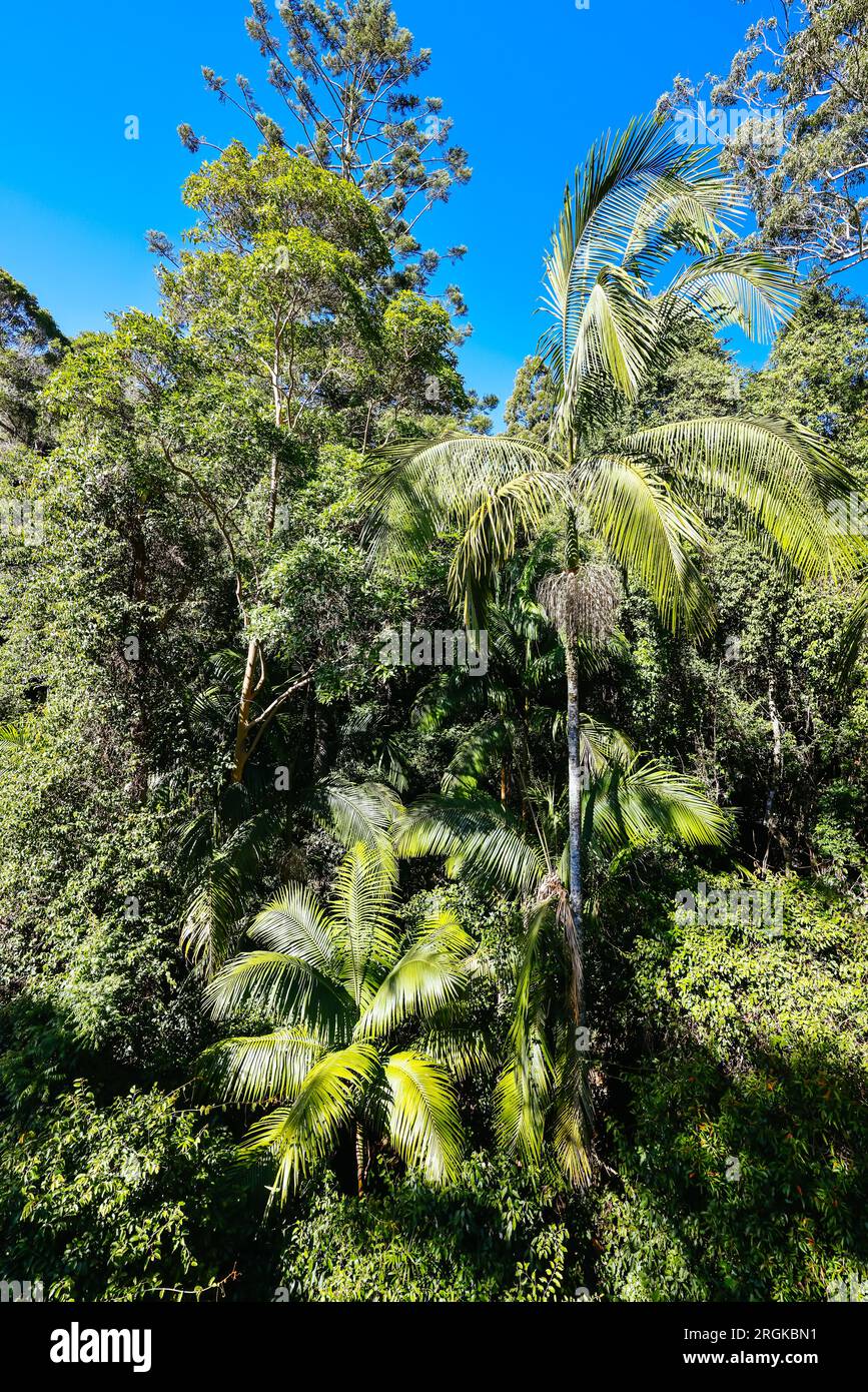 MONTE TAMBORINE, AUSTRALIA - JUL 30 2023: La splendida Tamborine Rainforest Skywalk in una calda giornata invernale a Mt Tamborine, Queensland, Australia Foto Stock