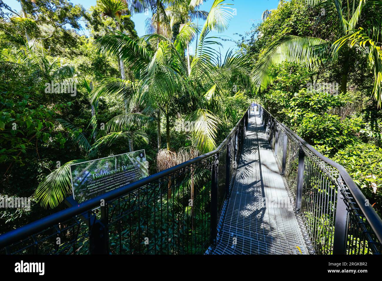 MONTE TAMBORINE, AUSTRALIA - JUL 30 2023: La splendida Tamborine Rainforest Skywalk in una calda giornata invernale a Mt Tamborine, Queensland, Australia Foto Stock