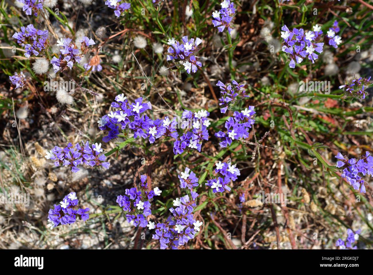 Grecia, Calcidica, capo Possidi, Penisola di Kassandra, lavanda di mare comune Foto Stock