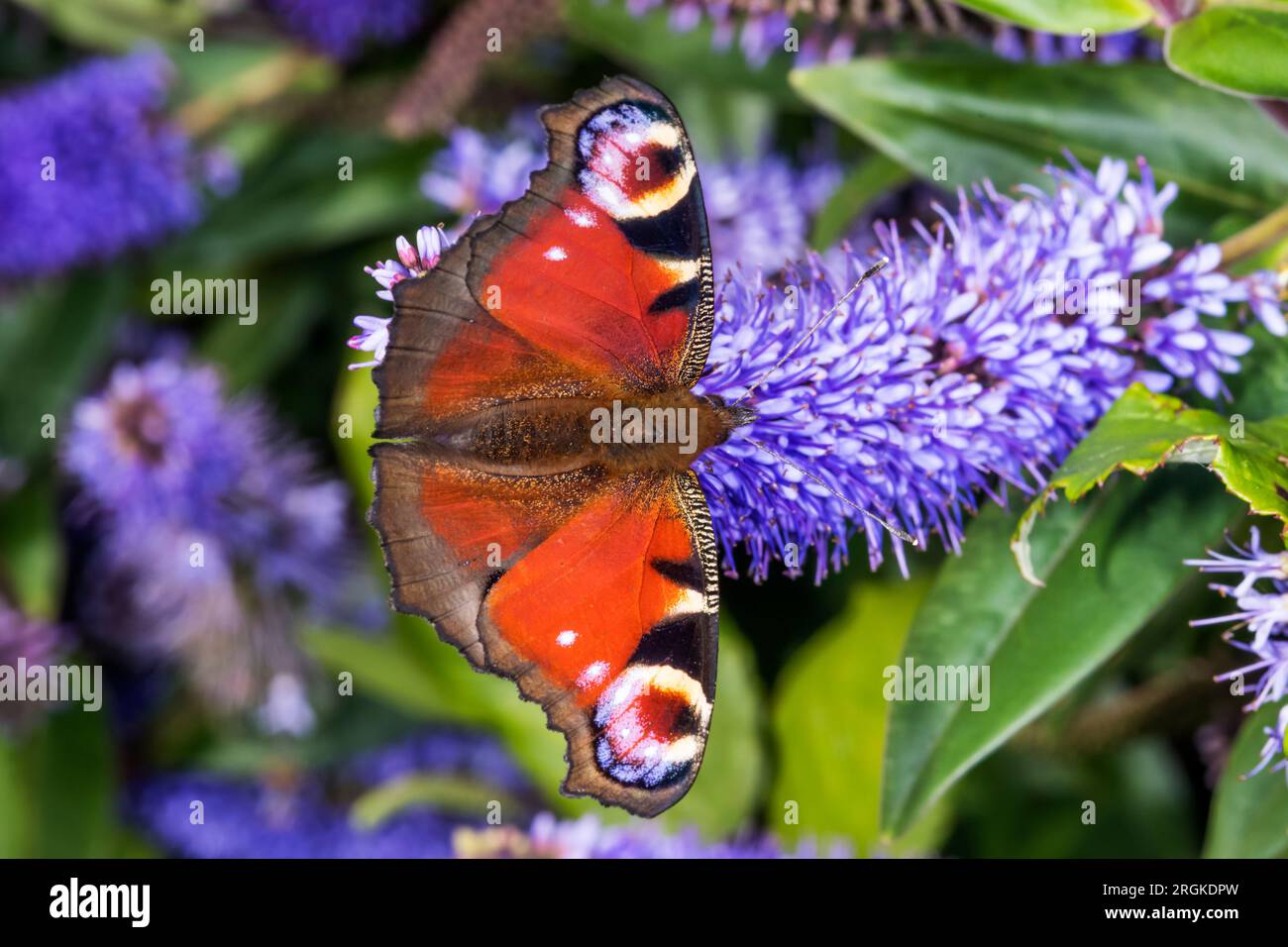 Vista dorsale della farfalla di pavone, Aglais io, sul fiore di Ebe. Foto Stock