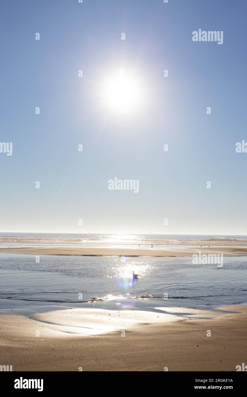 Un uccello su una spiaggia con il sole luminoso nel cielo dietro. Foto Stock