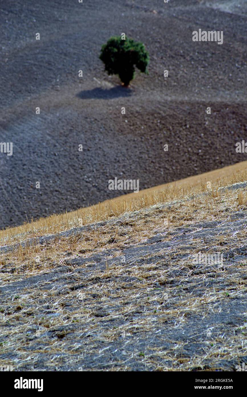 una quercia solitaria in un campo arato Foto Stock