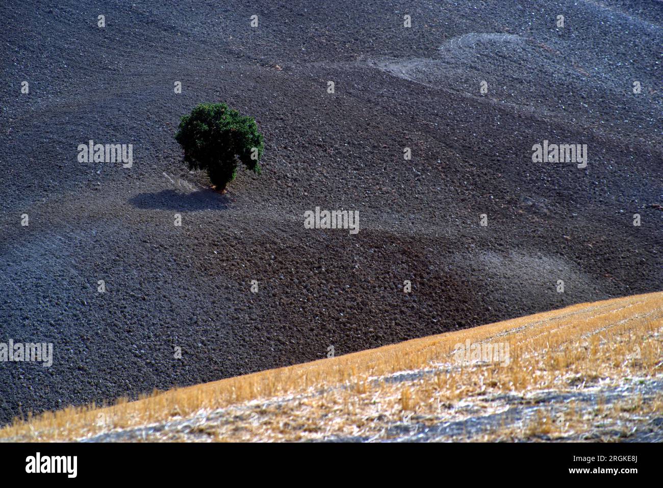 una quercia solitaria in un campo arato Foto Stock