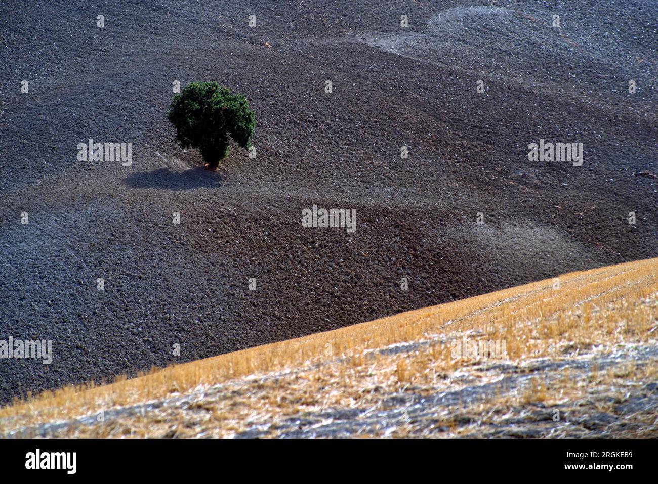 una quercia solitaria in un campo arato Foto Stock