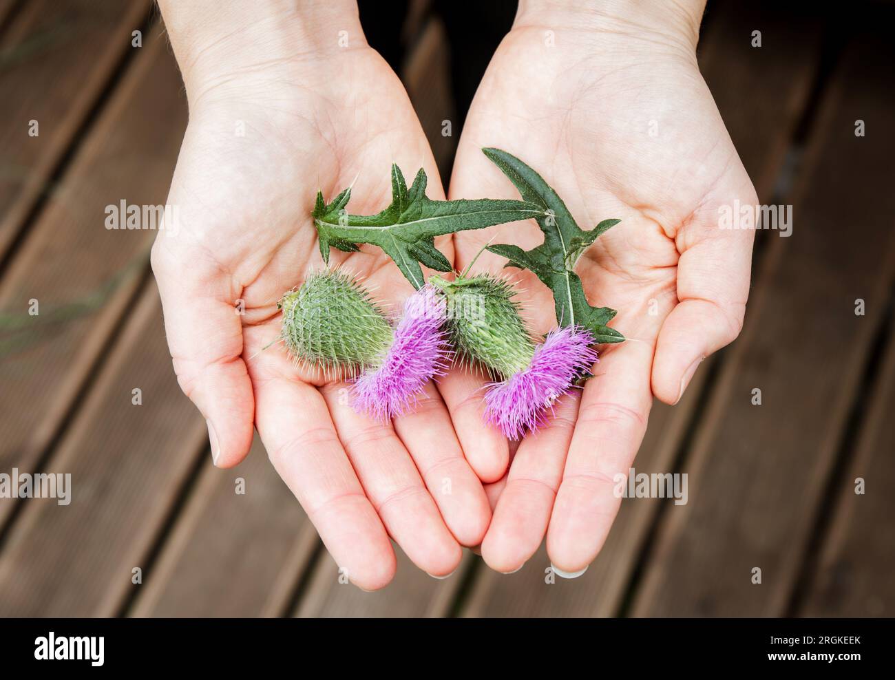 Onopordum acanthium, cardo di cotone, fiori di cardo scozzese o scozzese sulle mani delle donne. Concetto di erboristeria. Foto Stock