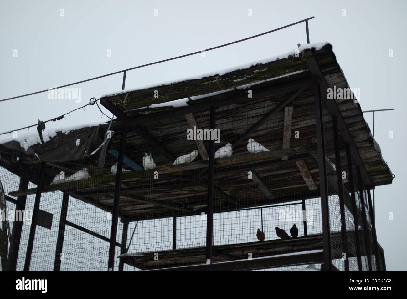 Casa per i piccioni. Allevamento di piccioni. Uccelli in gabbia. Tempo grigio. Foto Stock