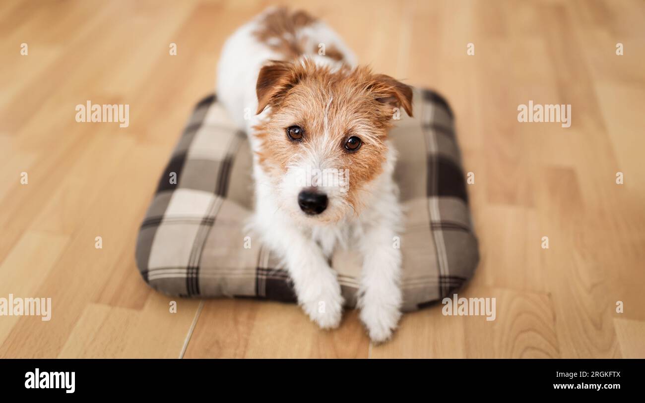 Carino cucciolo di cane russell terrier che riposa, guardando un cuscino a casa. Banner per la cura degli animali domestici. Foto Stock