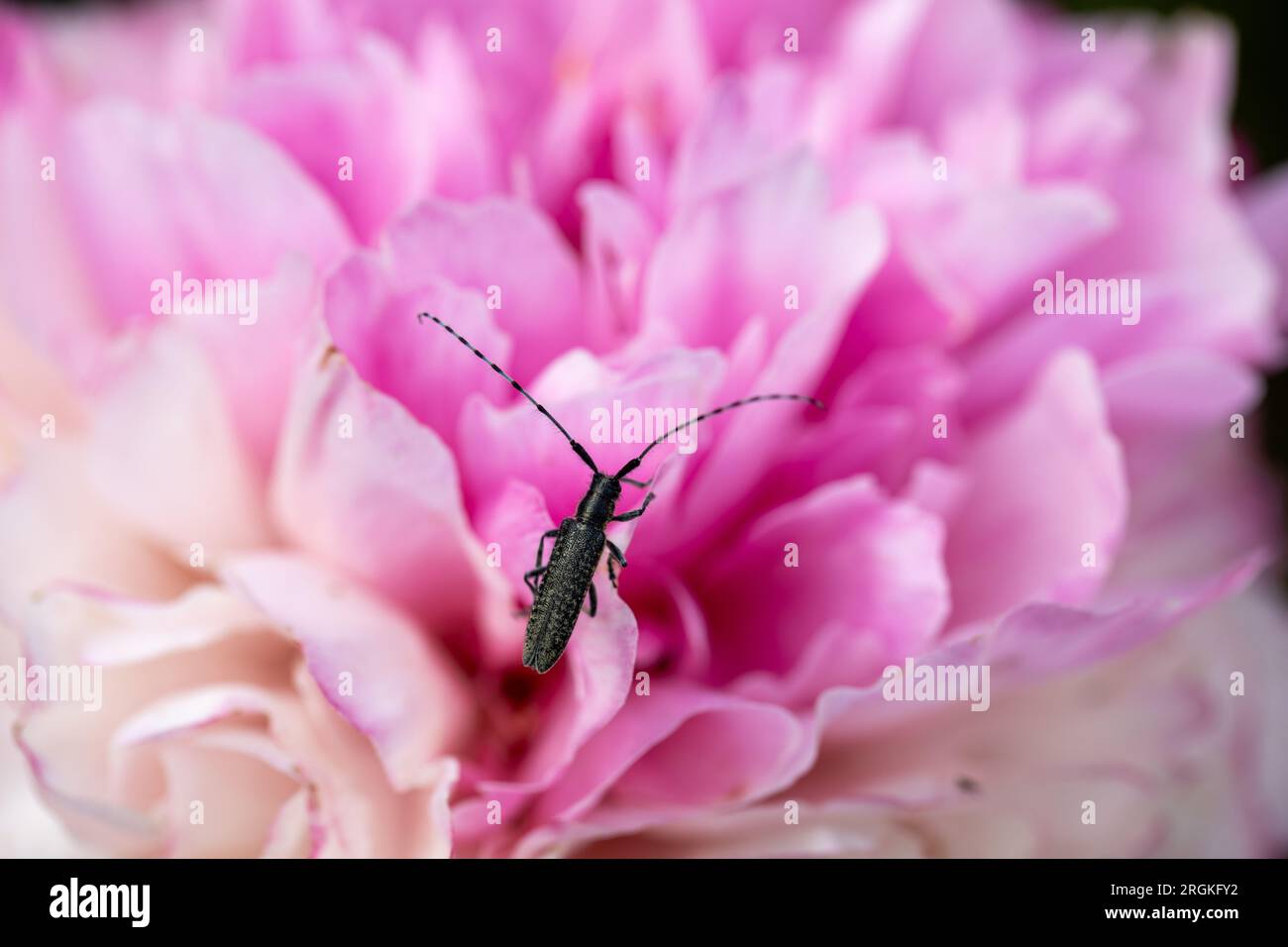 Uno scarabeo longhorn comune strisciava su un fiore di peonia rosa. Foto Stock