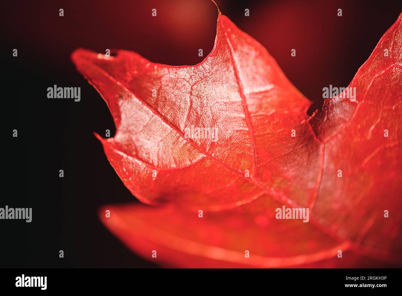 Primo piano di foglie rosse brillanti con vene sottili sulla superficie che crescono in natura Foto Stock