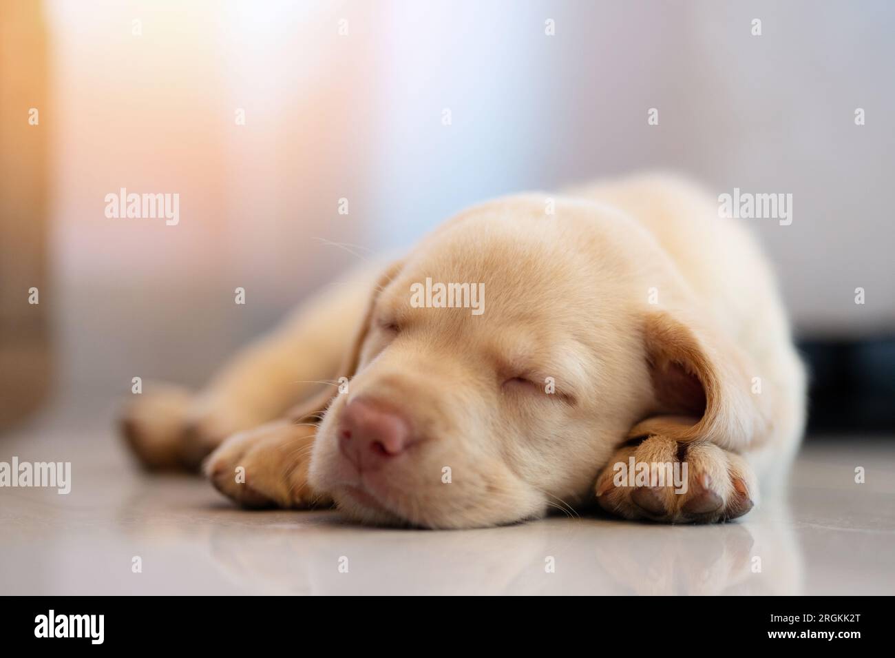 Adorabile cucciolo Labrador dorme in una casa al piano con vista ravvicinata Foto Stock