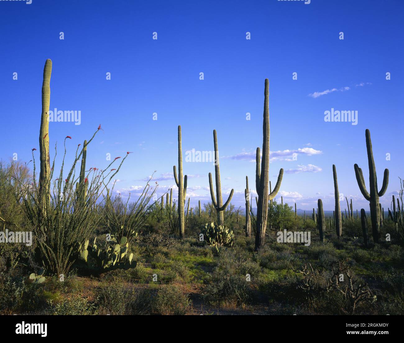 Primavera al Saguaro National Park, Tucson, Arizona. Foto Stock