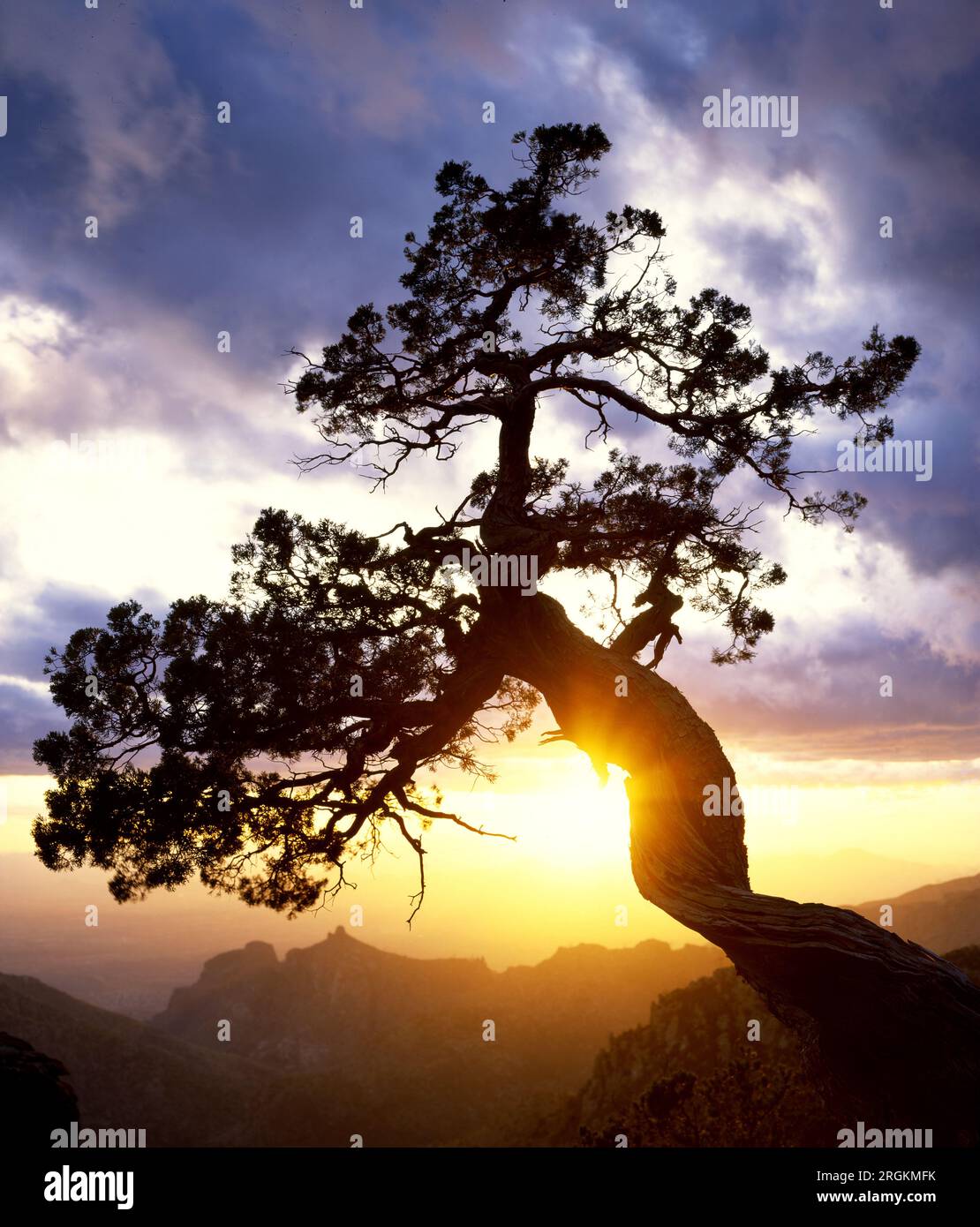 Un ginepro contorto si erge da solo al tramonto a Windy Point, sulle montagne di Santa Catalina, Arizona. Foto Stock