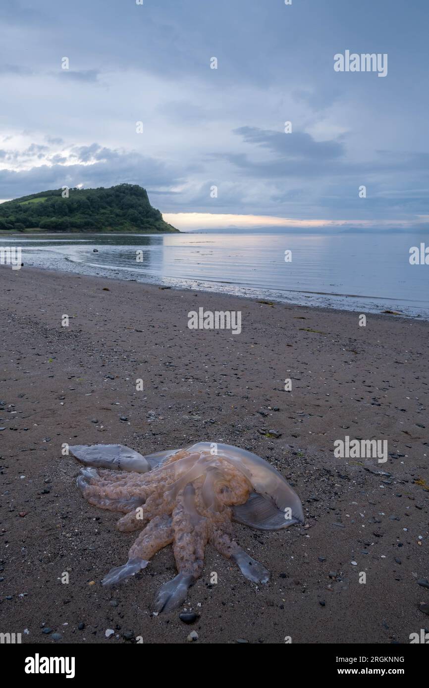 Barrel Jellyfish a Bracken Bay Beach, Ayr, Ayrshire, Scozia Foto Stock