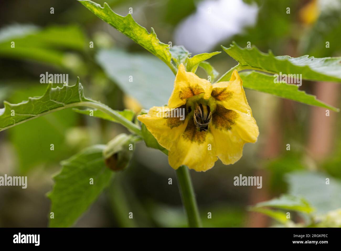 Pianta di tomatillo che cresce in un giardino nel Regno Unito Foto Stock