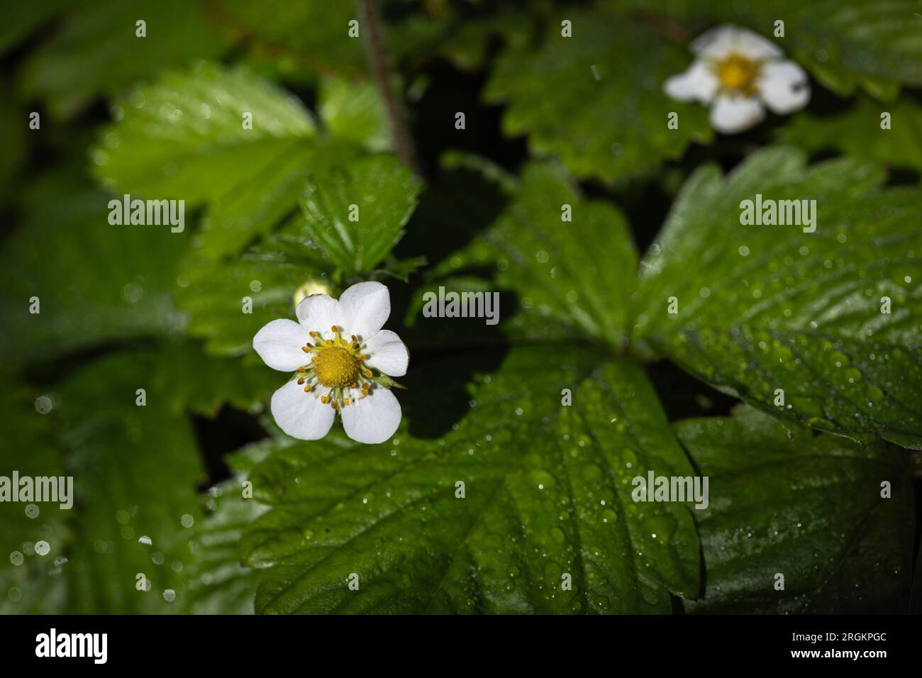 Fragole selvatiche che crescono in giardino nel Regno Unito Foto Stock