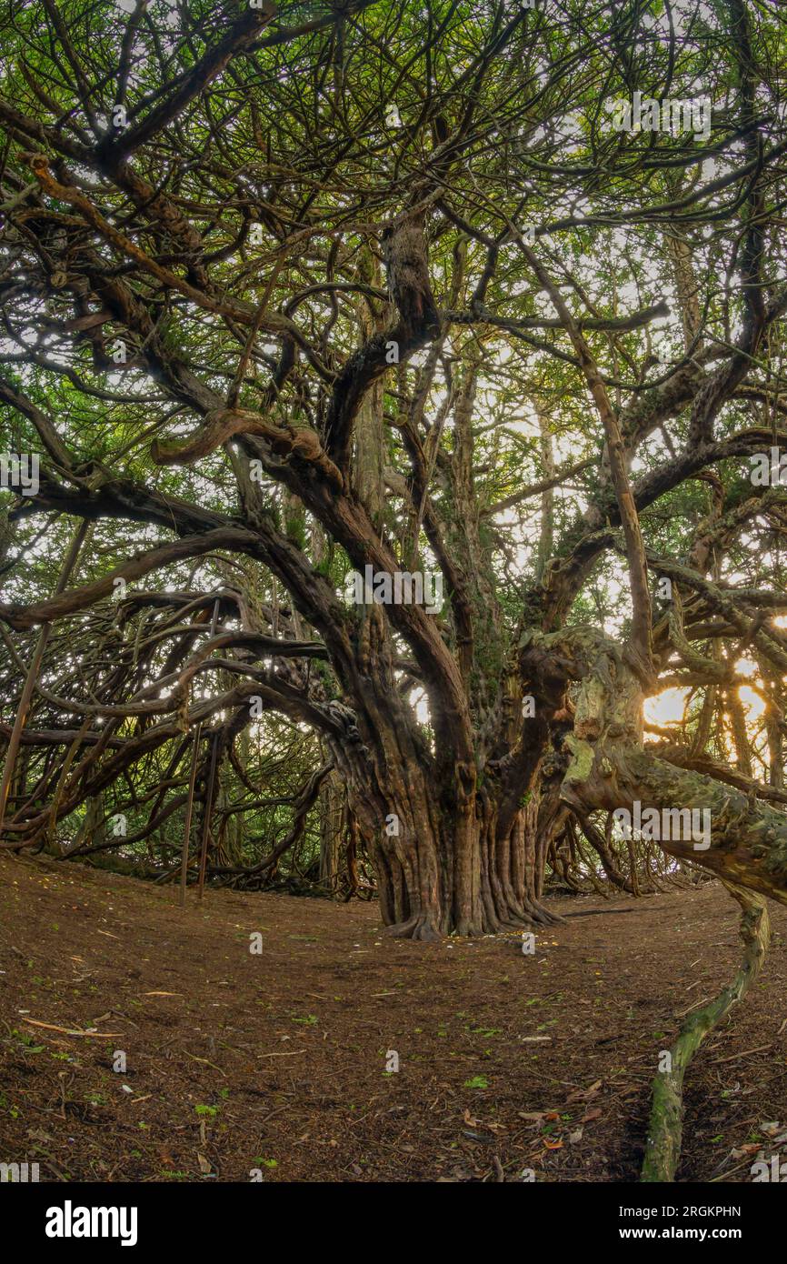 Ormiston Yew Trees Foto Stock