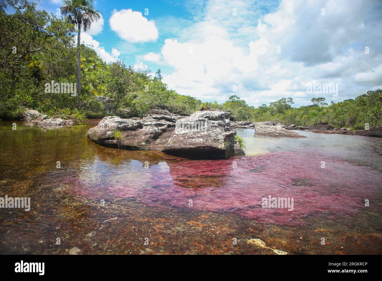 Il Caño Cristales, noto anche come il fiume dei cinque colori, è un fiume colombiano situato nel Serranía de la Macarena, una catena montuosa isolata nel Foto Stock