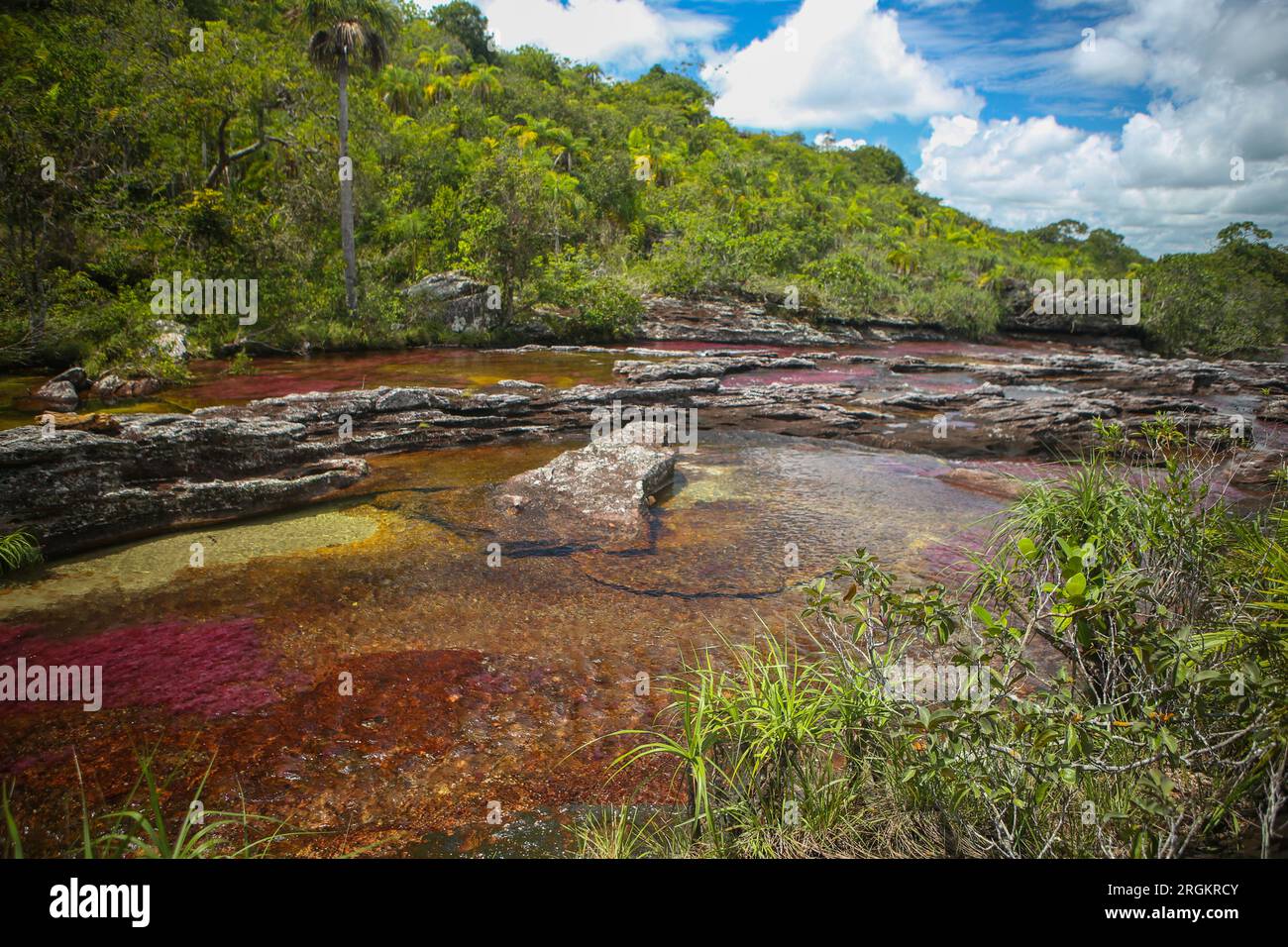 Il Caño Cristales, noto anche come il fiume dei cinque colori, è un fiume colombiano situato nel Serranía de la Macarena, una catena montuosa isolata nel Foto Stock