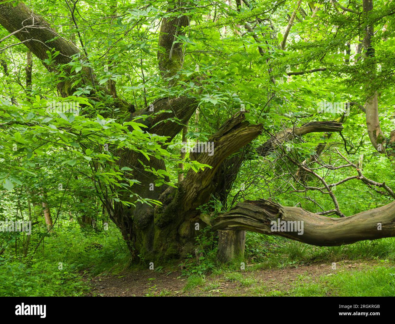 King's Wood, l'antico bosco di latifoglie nelle Mendip Hills vicino Axbridge, Somerset, Inghilterra. Foto Stock