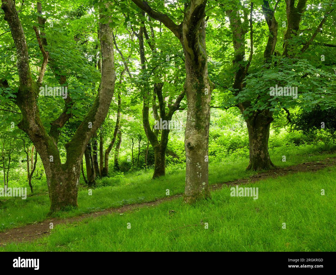 King's Wood, l'antico bosco di latifoglie nelle Mendip Hills vicino Axbridge, Somerset, Inghilterra. Foto Stock