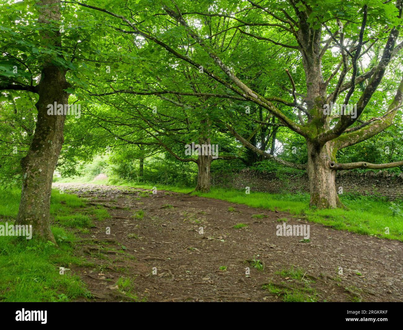 King's Wood, l'antico bosco di latifoglie nelle Mendip Hills vicino Axbridge, Somerset, Inghilterra. Foto Stock