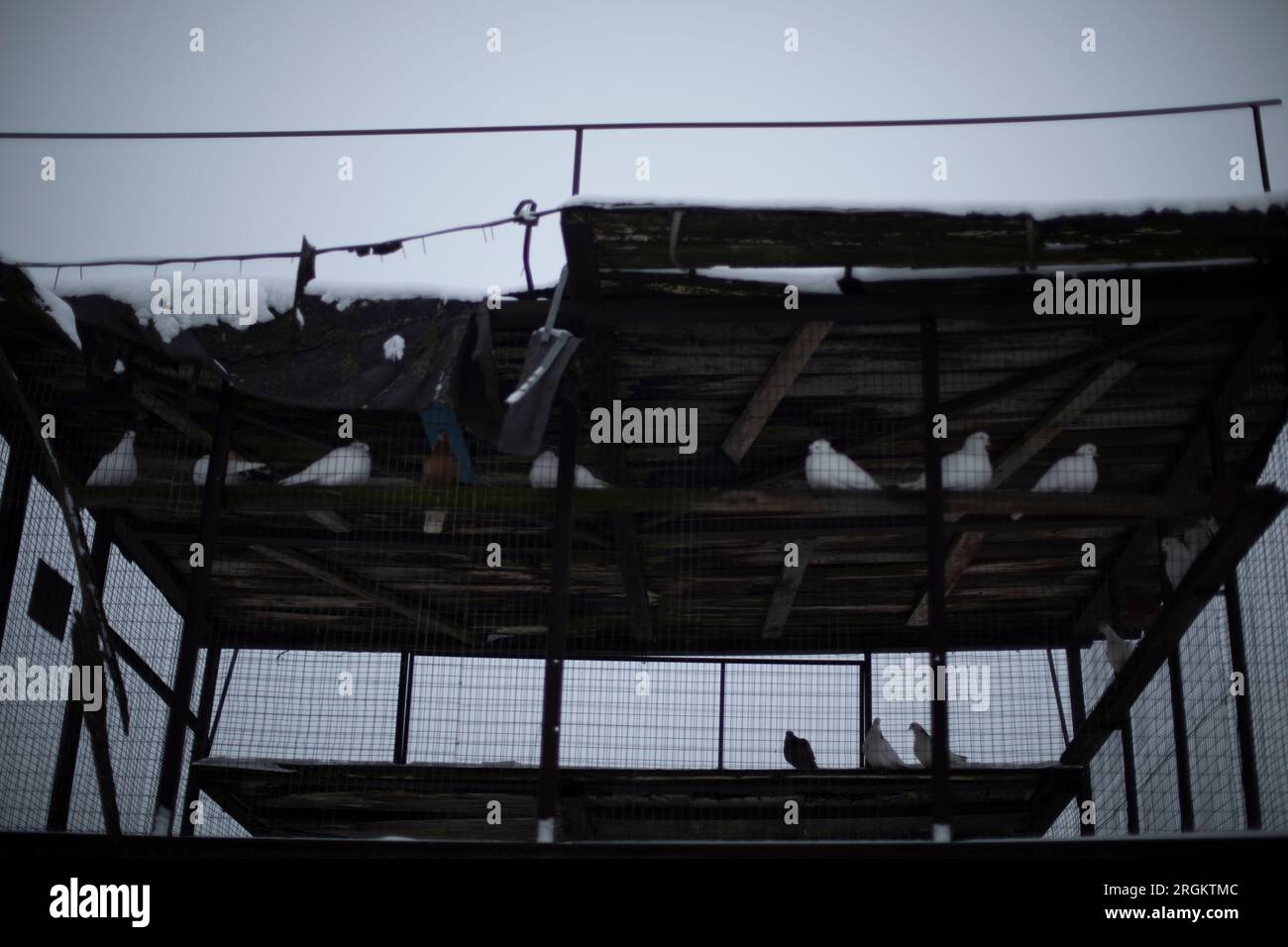 Casa per i piccioni. Allevamento di piccioni. Uccelli in gabbia. Tempo grigio. Foto Stock