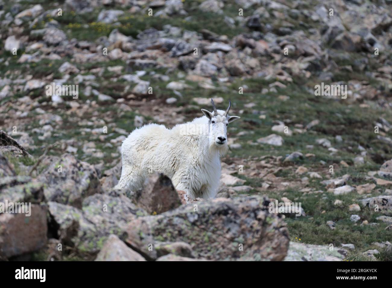 Capre del bacino di Arapahoe Foto Stock