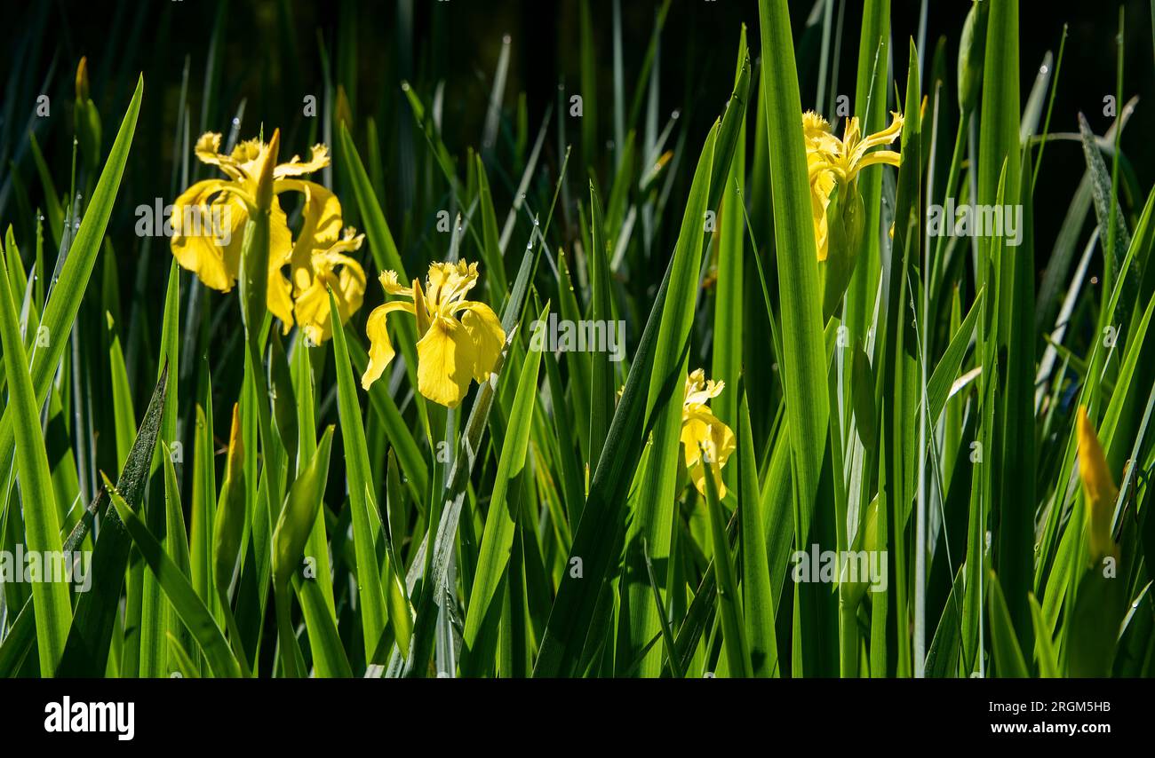 Iris pseudacorus giallo fiorito, la bandiera gialla, l'Iris giallo o il fiore della bandiera dell'acqua. Foto Stock