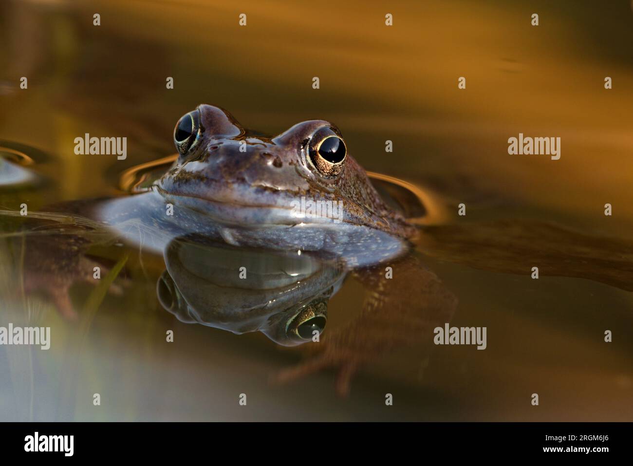 Rana temporaria, nota anche come rana comune europea, sulla superficie dello stagno durante la stagione degli accoppiamenti. Natura della repubblica Ceca. Foto Stock
