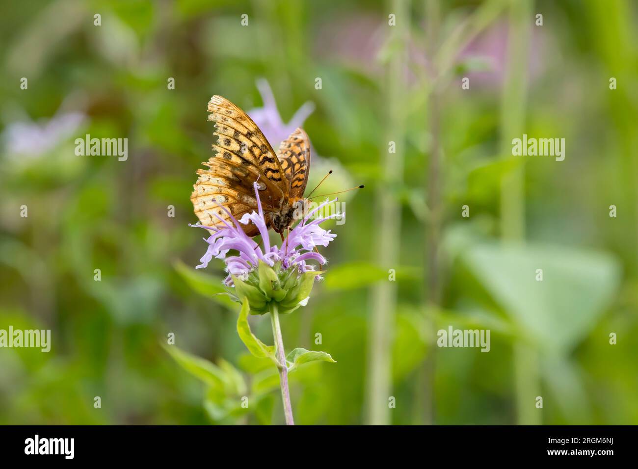 La grande farfalla fritillary spangled su un fiore selvatico viola nella prateria in un giorno d'estate in Iowa. Foto Stock