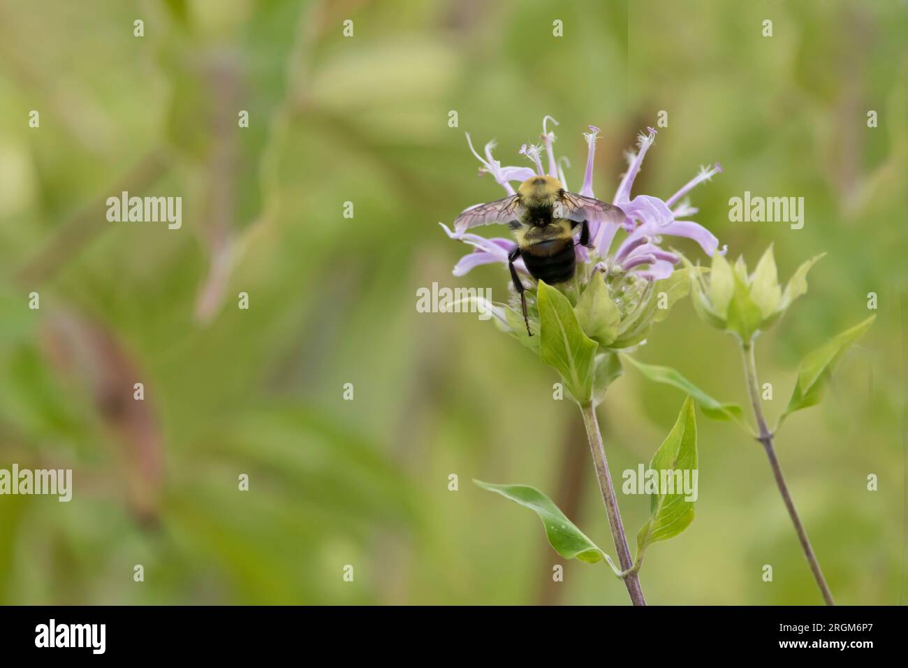 Dorso di un bumblebee con cintura marrone che pollina un fiore di balsamo viola chiaro nella prateria in un giorno d'estate in Iowa Foto Stock
