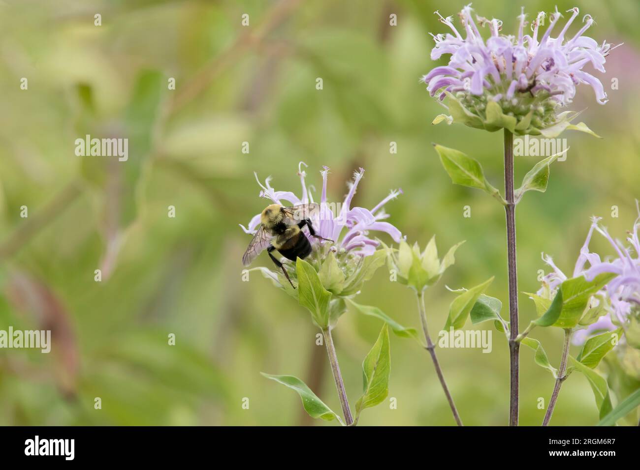 Dorso di un bumblebee con cintura marrone che pollina un fiore di balsamo viola chiaro nella prateria in un giorno d'estate in Iowa Foto Stock