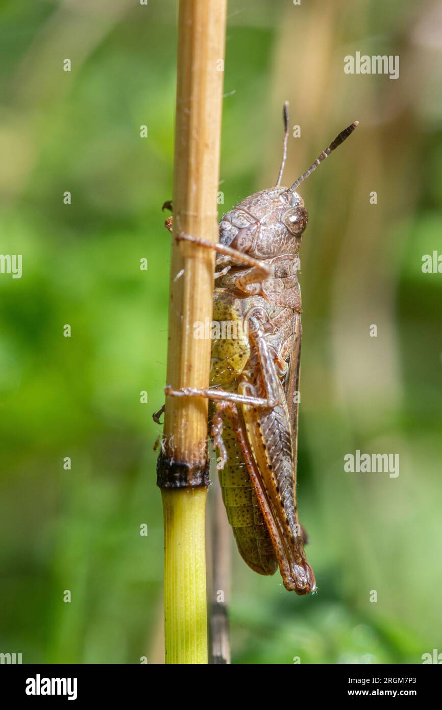 Rufous Grasshopper (Gomphocerippus rufus) su gesso in Hampshire, Inghilterra, Regno Unito Foto Stock