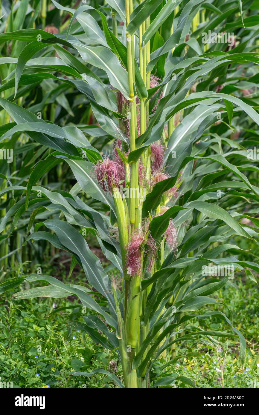Mais (Zea mays) che cresce in un campo nell'Hampshire, Inghilterra, Regno Unito. Agricoltura, coltivazione di seminativi, colture, terreni agricoli Foto Stock