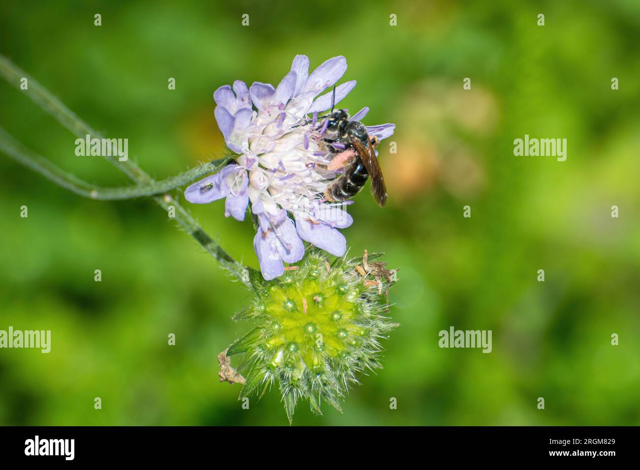 Grande ape scabiosa da miniera (Andrena hattorfiana) con grani di polline rosa sulle zampe posteriori, su fiori selvatici scabiosi nei campi durante l'estate, Inghilterra, Regno Unito Foto Stock