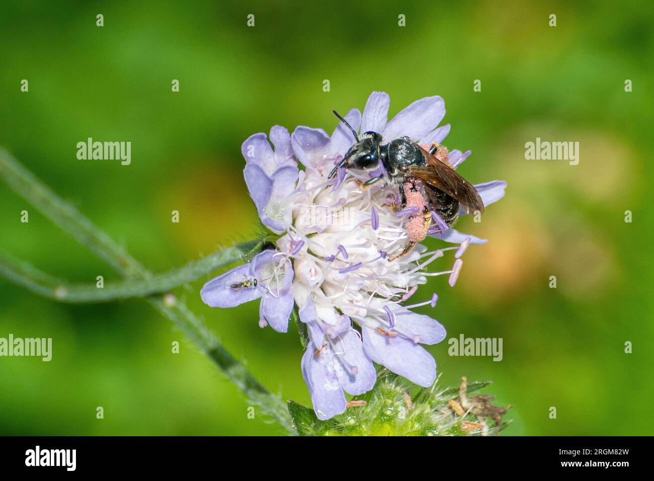 Grande ape scabiosa da miniera (Andrena hattorfiana) con grani di polline rosa sulle zampe posteriori, su fiori selvatici scabiosi nei campi durante l'estate, Inghilterra, Regno Unito Foto Stock