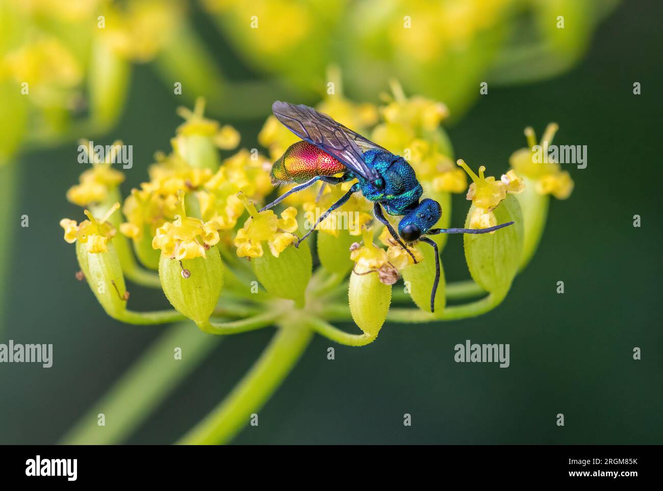 Una vespa colorata dalla coda di rubino (Chrysis ignita agg.?) Su fiori selvatici di pastinaca, Hampshire, Inghilterra, Regno Unito Foto Stock