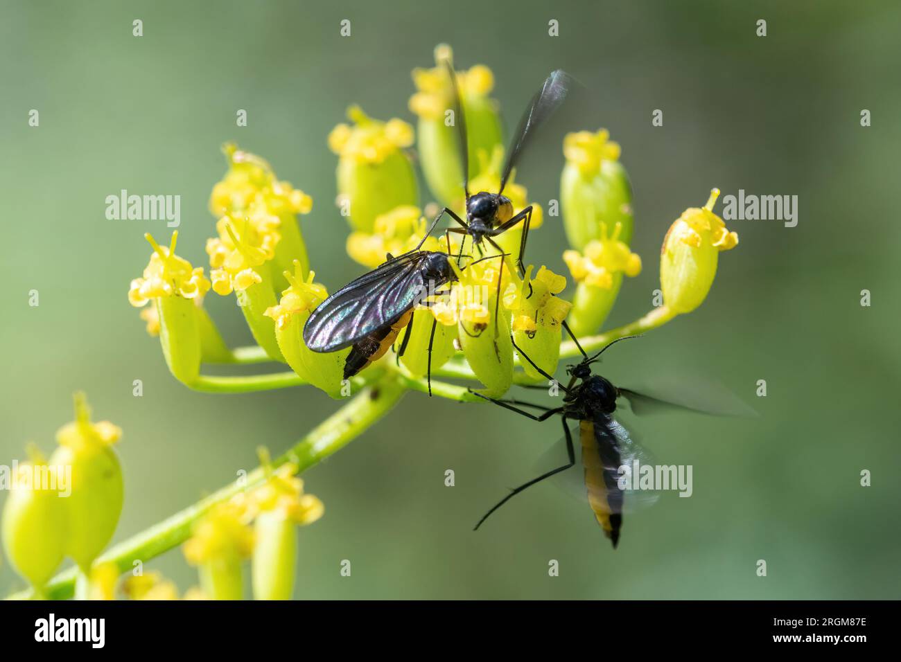 Sawflies insetti di segatura su fiori di pastinaca selvatica (Pastinaca sativa), Hampshire, Inghilterra, Regno Unito Foto Stock
