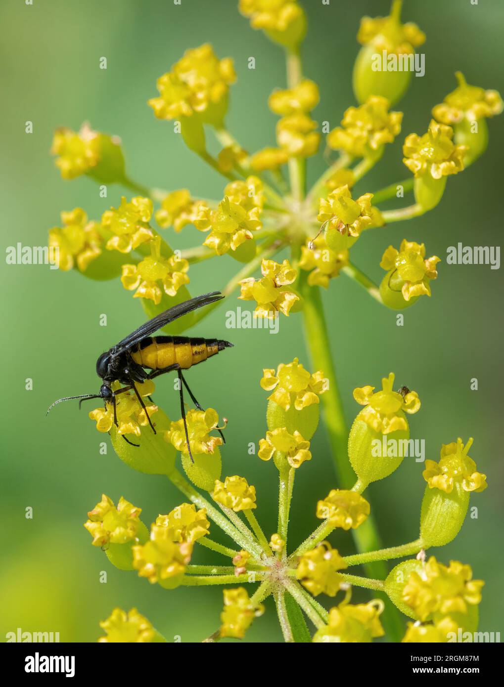 Insetto di Sawfly su fiori di pastinaca selvatica (Pastinaca sativa), Hampshire, Inghilterra, Regno Unito Foto Stock