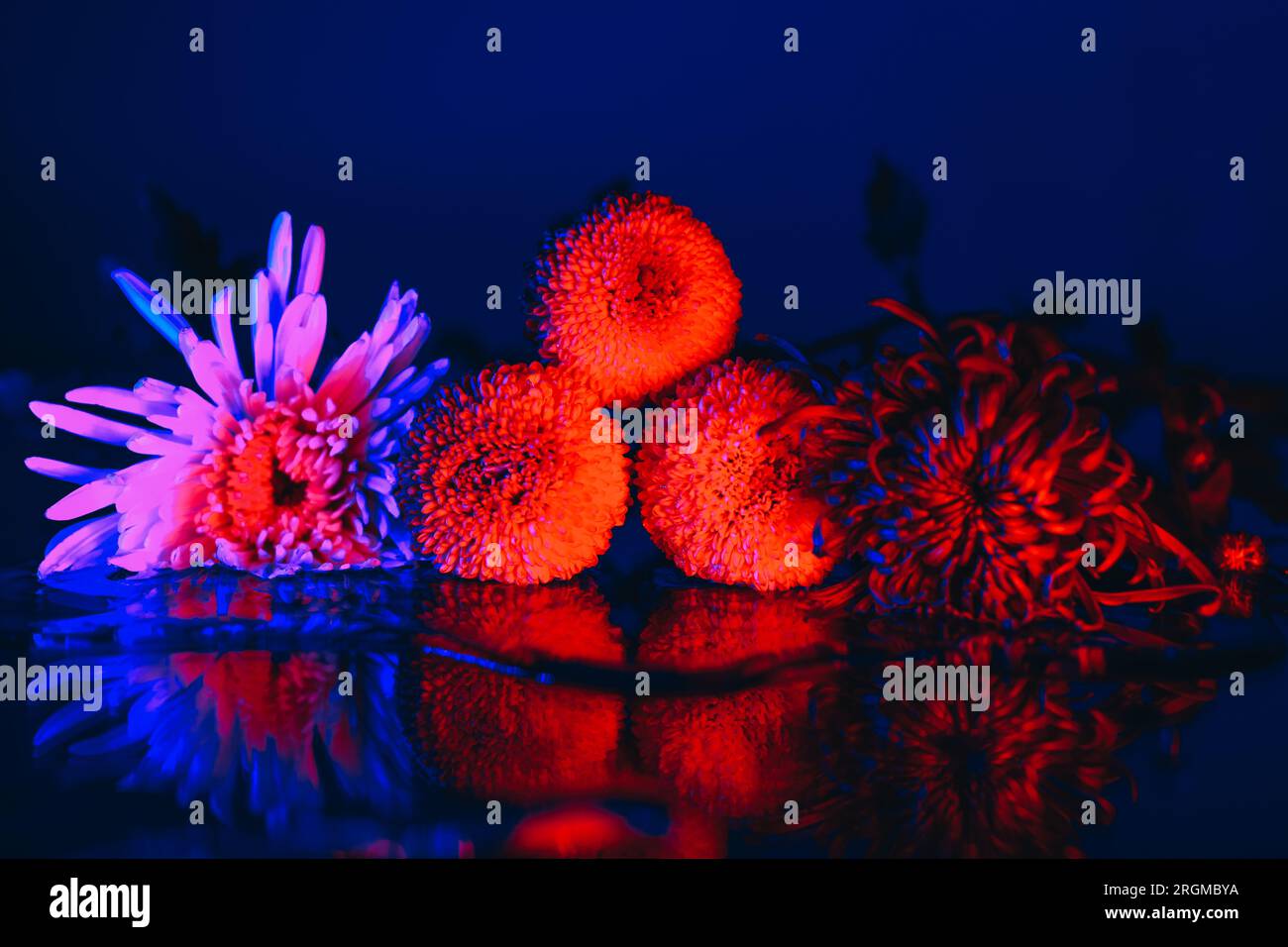 Esotici fiori rosa e rossi in luce blu neon con riflessi d'acqua sul tavolo Foto Stock