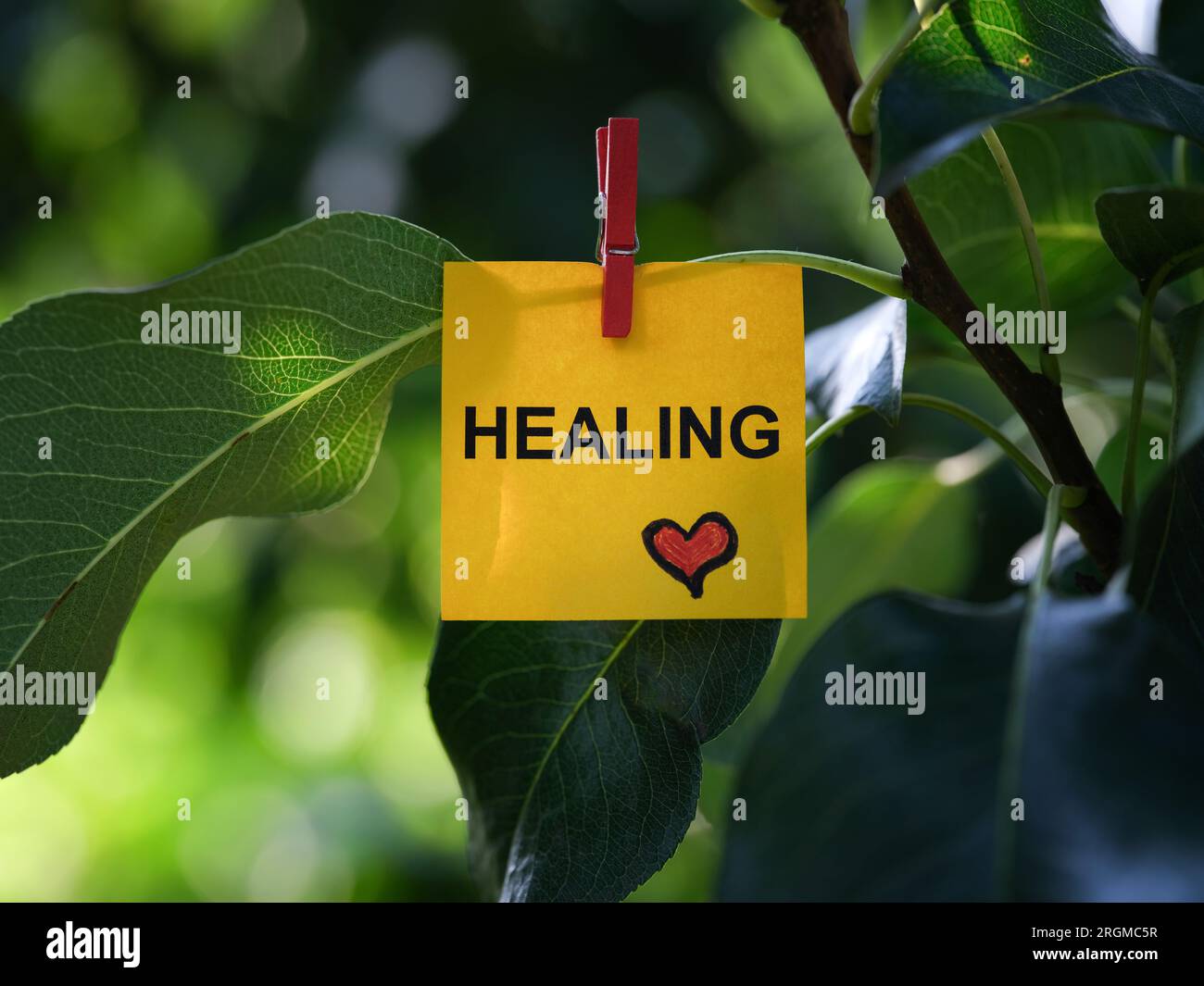 Una nota di carta gialla con la parola guarigione attaccata a un ramo di albero con una spilla per abiti. Primo piano. Foto Stock
