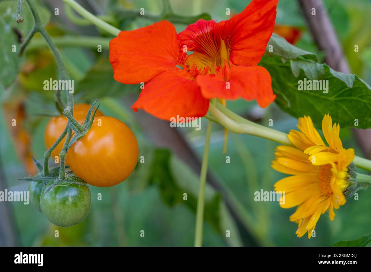 Impianto abbinato di nasturtium e calendula/ calendula per proteggere i pomodori Sun Gold dagli organismi nocivi. Foto Stock