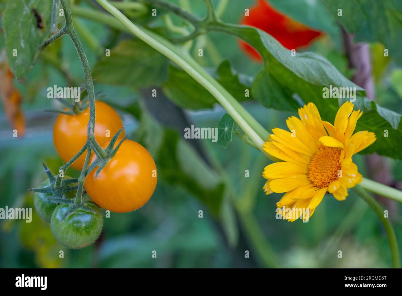 Marigold/ Calendula coltivata con pomodori per incoraggiare gli impollinatori; il suo forte profumo può scongiurare i parassiti. Foto Stock