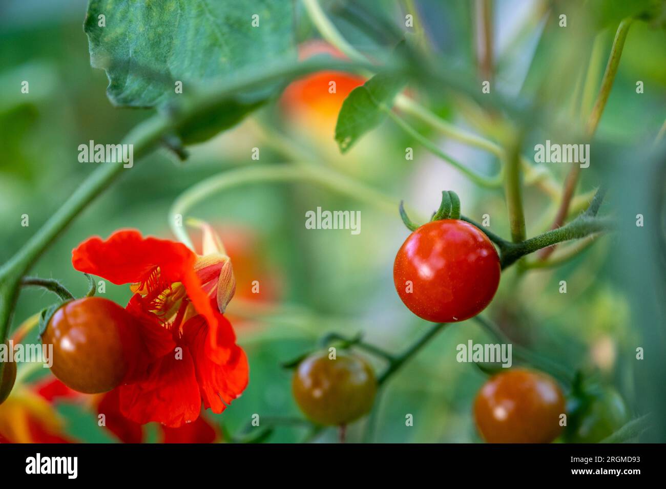 Impianto complementare di nasturtium per proteggere i pomodori ciliegini dai parassiti. Foto Stock