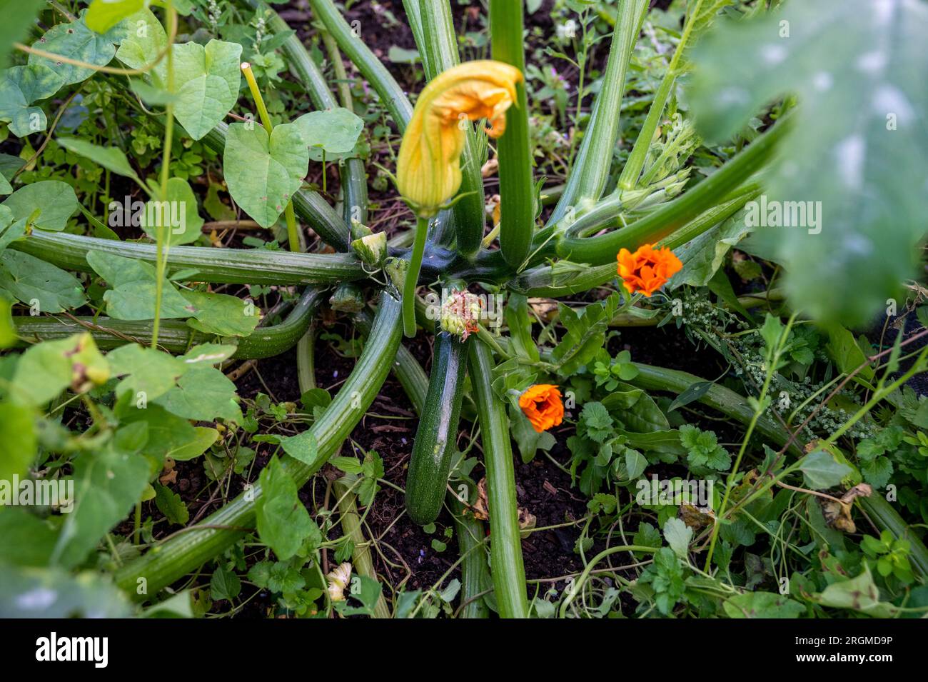 Impianto abbinato. Calendula officinalis (calendula) coltivata sotto zucchine (Cucurbita pepo) per incoraggiare gli impollinatori. Foto Stock