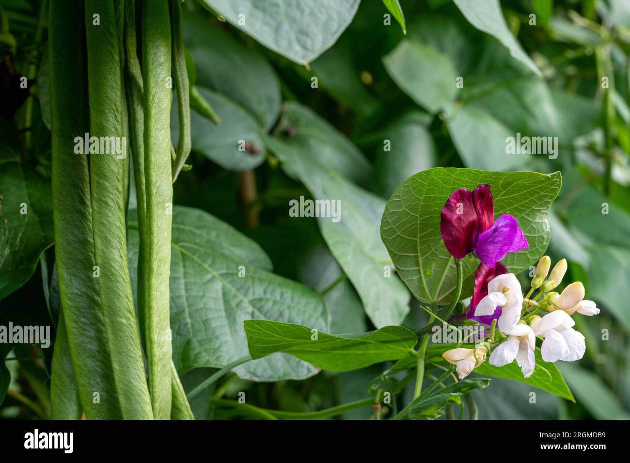 Piselli dolci (Lathyrus odoratus) coltivati come pianta complementare per i fagioli da corsa per attirare gli impollinatori. Foto Stock