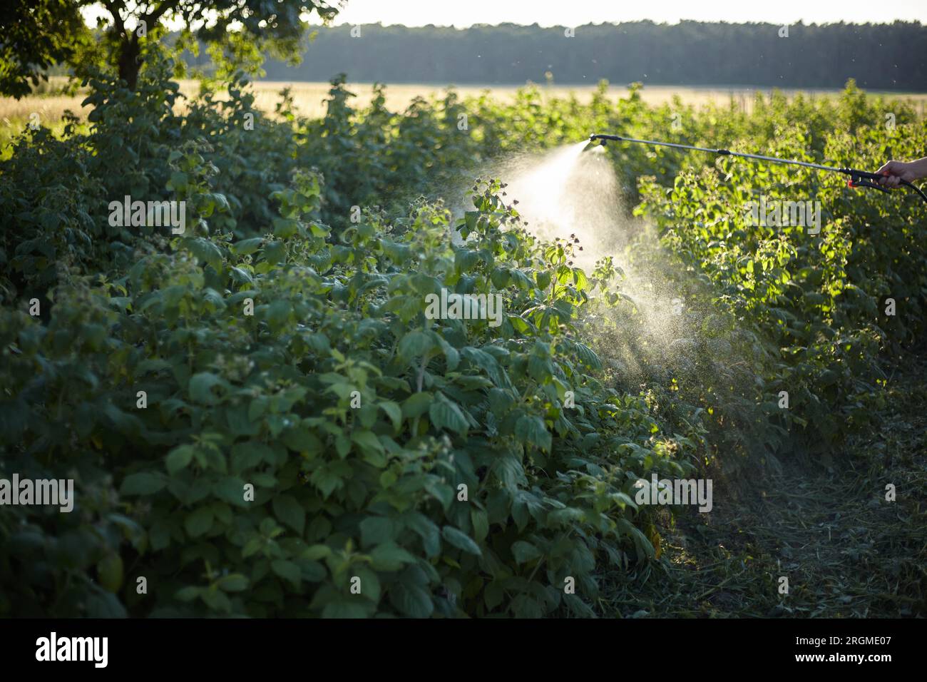 Trattamento dei lamponi da malattie e parassiti Foto Stock