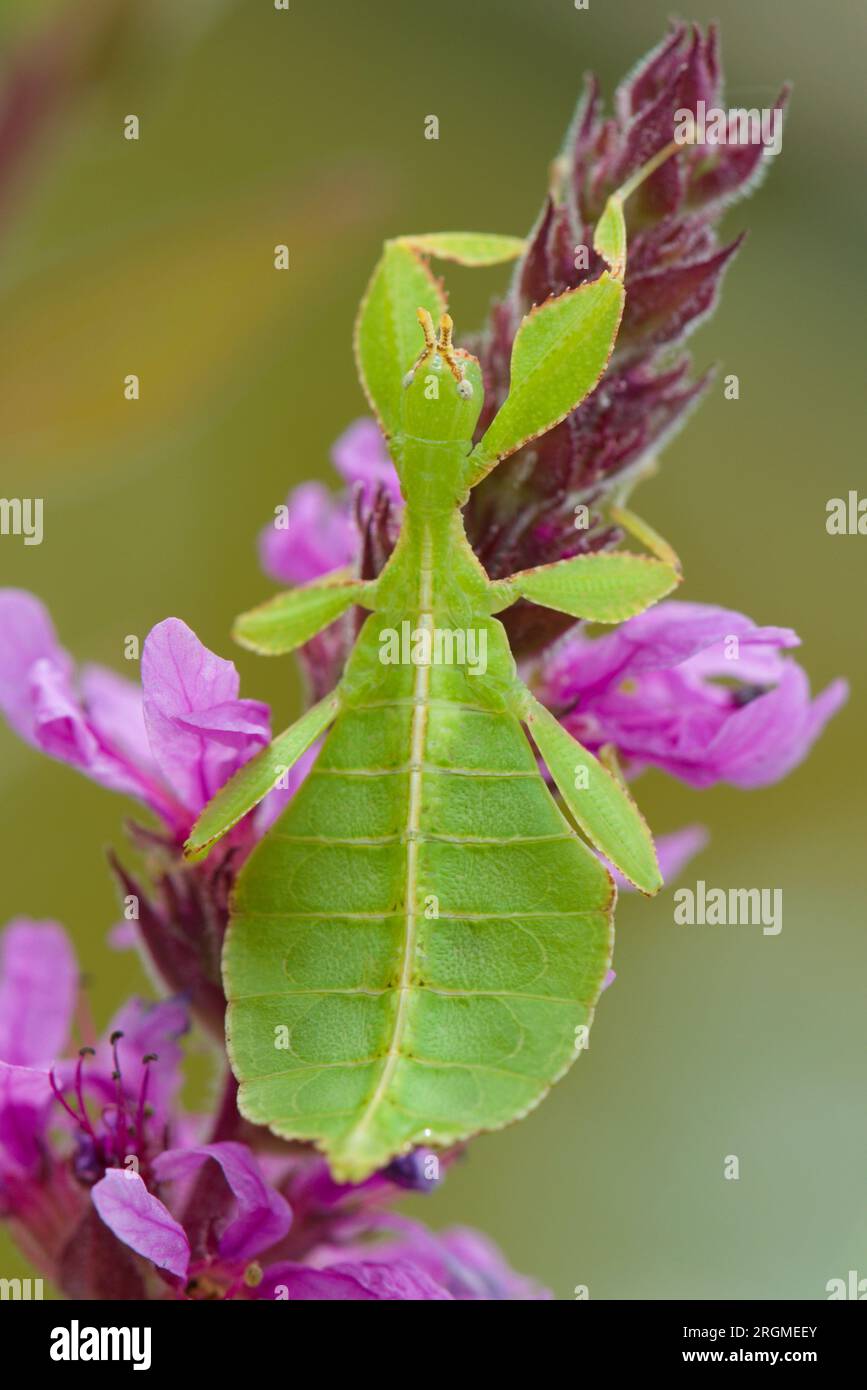 Fogliame di insetto Phyllium seduto su fiore di viola. Giovane ninfa di pochi mesi. Terrario ideale per i bambini. Foto Stock