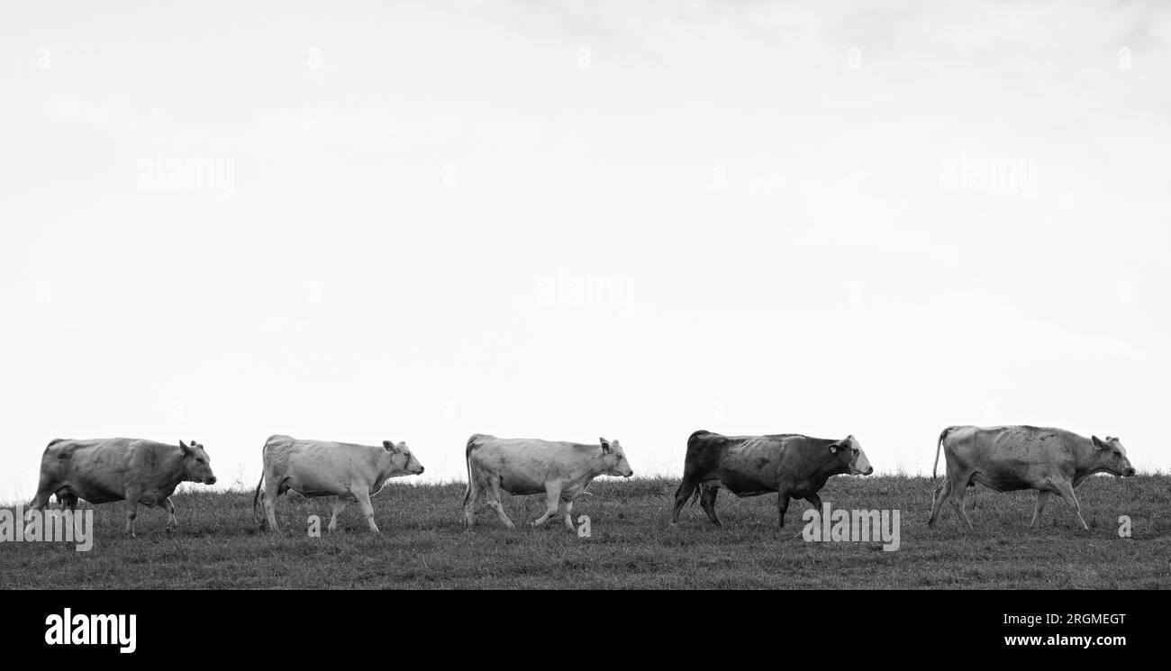 Divertente foto di animali di mucche che vanno di fila all'orizzonte sul campo. Isolato su bianco. Foto in bianco e nero, molto spazio per il testo sul cielo. Foto Stock
